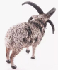Овца четырехрогая (L)
